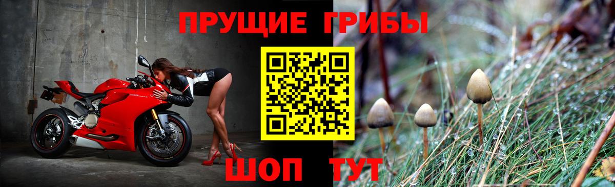 Галлюциногенные грибы Psilocybine cubensis Кашира